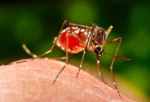 dengue-vaccine-india-2027-west-bengal