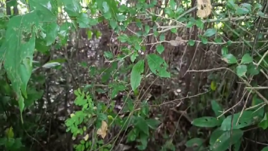 Snake infestation has increased during the monsoon