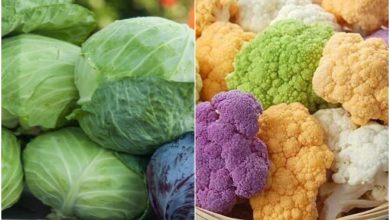 Suffering from the problem of diabetes, but this time from the menu of cauliflower-cabbage?
