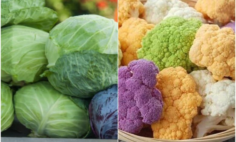 Suffering from the problem of diabetes, but this time from the menu of cauliflower-cabbage?