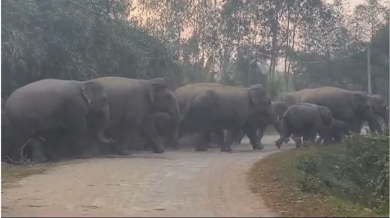 Once again the arrival of elephants in the forest of Bankura, the local people in fear