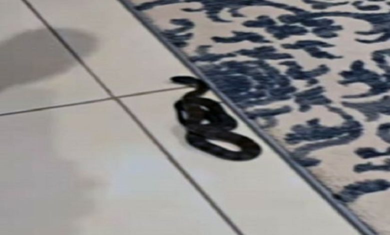Something is moving under the chair, a black colored poisonous snake is noticed, such a video has gone viral