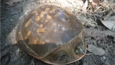 About 3 kg of rare species of turtles were rescued in Nadia