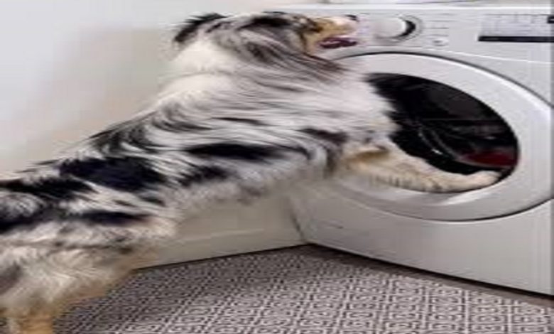 Australian Shepherd 'Promise' handles household chores single-handedly