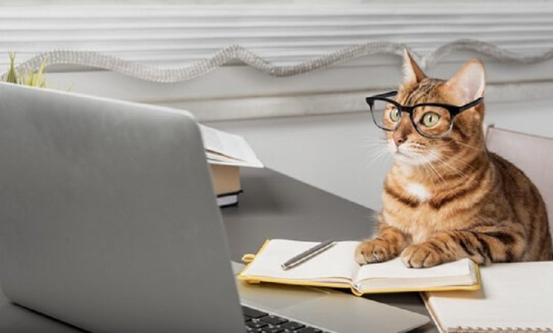 Cat is giving resignation letter! You will be surprised to know
