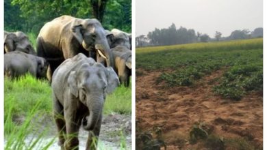 After tiger, now elephant rampage in Jhargram! 5-6 bighas of potato fields damaged