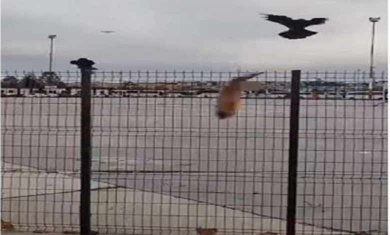 Crow comes to the rescue of a cat, viral video
