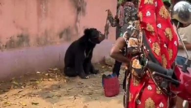 A young man was arrested by the forest department while trying to play with a bear.