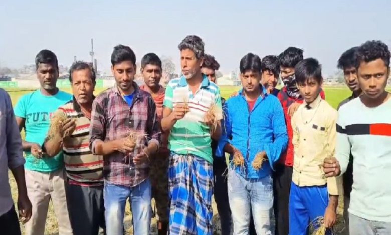 Bigha after bigha of paddy land destroyed due to lack of water, farmers block roads in protest