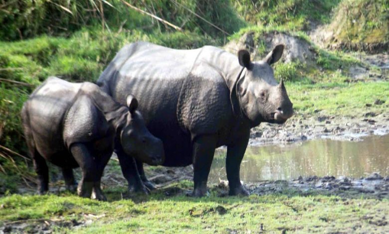 Number of rhinos in Jaldapara rises to 300