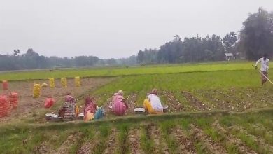 Thunderstorms and hailstorms worry farmers