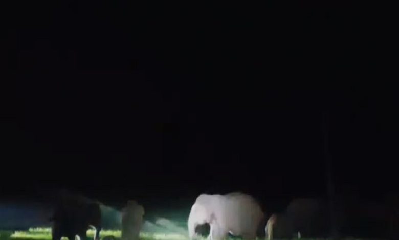 Elephants wreak havoc at night, crops are being destroyed, farmers worried