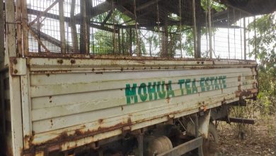 Mahua Tea Garden finally opens, happy air in the labor community