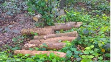 Uproar over alleged cutting of government trees in Nadia, accused absconding