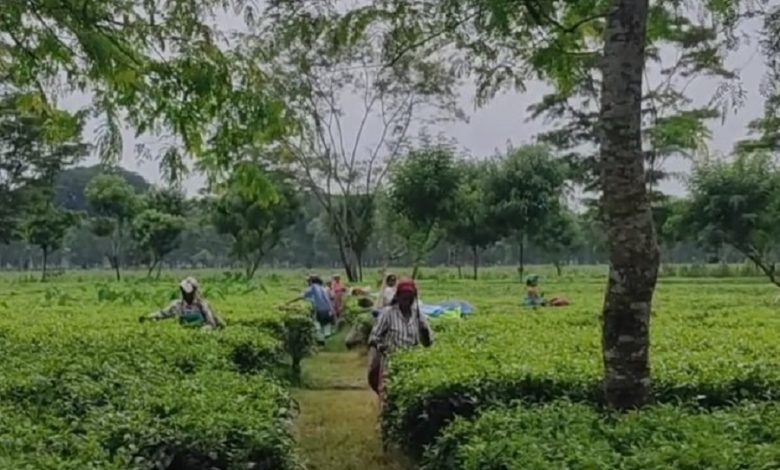 Mahua tea garden to reopen after 8 months