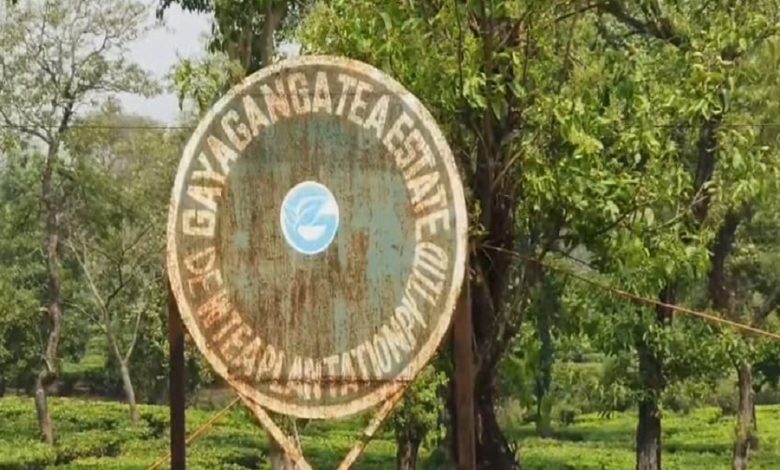 Leopard attacks tea garden, woman worker injured