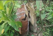 Fresh bomb recovered in Shamsherganj again! Sensation spreads across the area