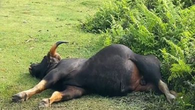 Injured bison enters locality, locals panic