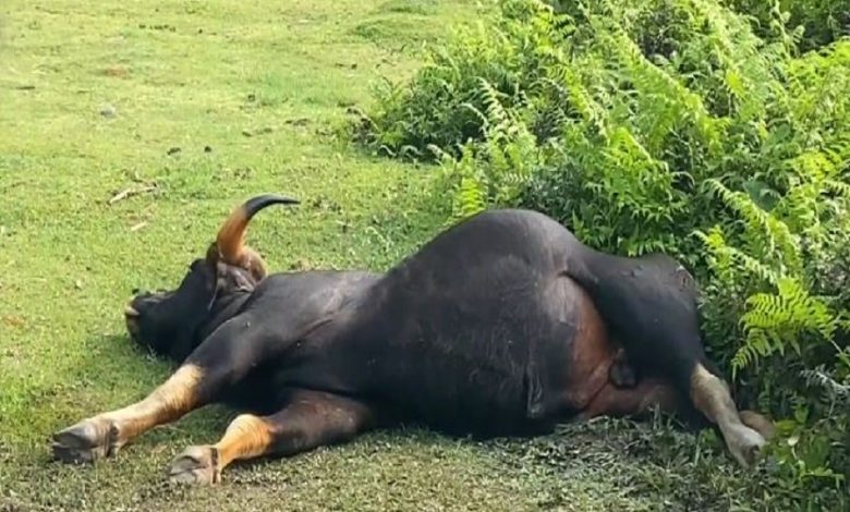 Injured bison enters locality, locals panic