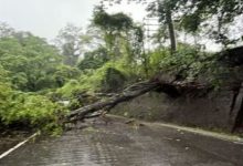 Huge tree fell in the storm during the blackout, traffic on National Highway 10 closed