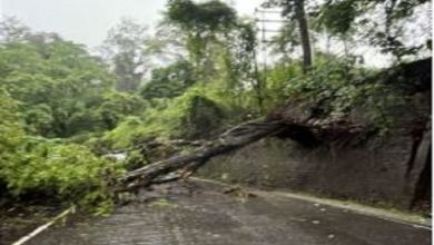 Huge tree fell in the storm during the blackout, traffic on National Highway 10 closed