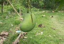 'Brunei King Mango' blooms in Pandua teacher's garden