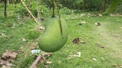 'Brunei King Mango' blooms in Pandua teacher's garden