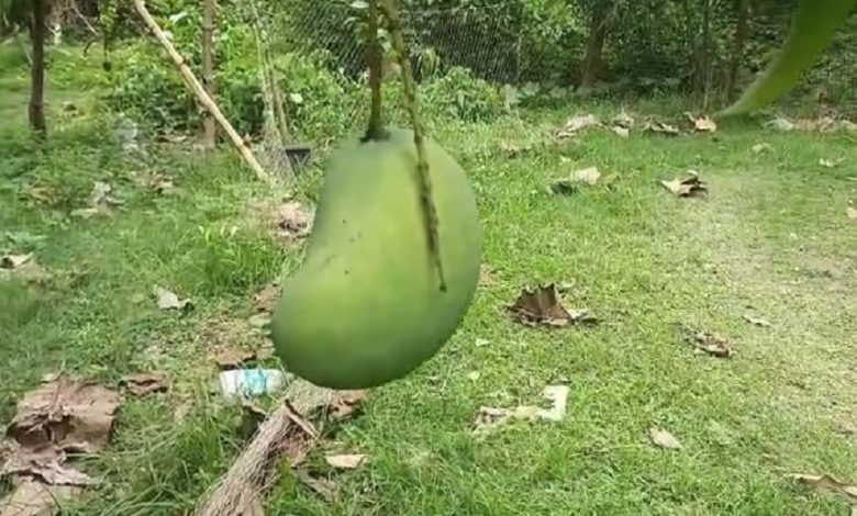 'Brunei King Mango' blooms in Pandua teacher's garden