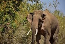 Youth killed in elephant attack, Forest Department provides compensation