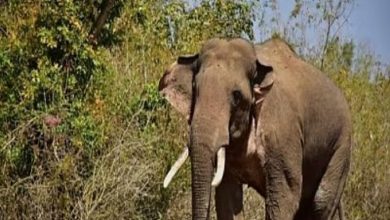 Youth killed in elephant attack, Forest Department provides compensation