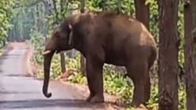 Elephant attack in Barada village, several people left their homes in fear