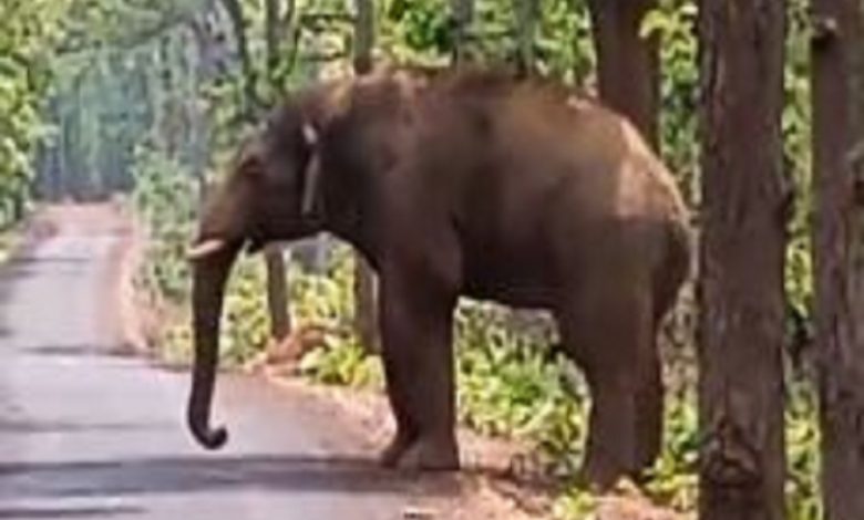 Elephant attack in Barada village, several people left their homes in fear