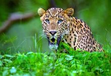 Leopard attacks again in Dooars, 2 seriously injured