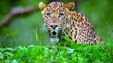 Leopard attacks again in Dooars, 2 seriously injured