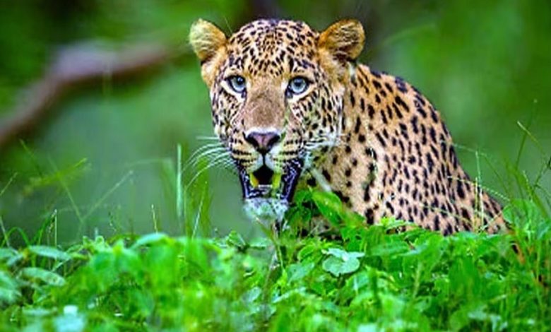 Leopard attacks again in Dooars, 2 seriously injured