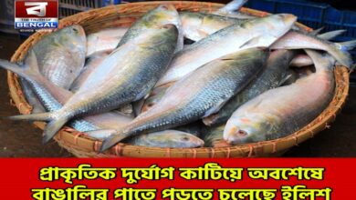 ilish first hilsa catch namkhana fish market 2025