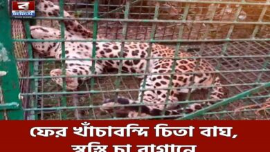 Two adult leopards trapped in tea gardens of Duars’ Matiyali block, later rescued by forest officials for release into Gorumara forest.