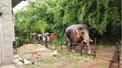 Wild Elephant: Wild Elephant ‘Ramlal’ Visits Rain-Soaked Village