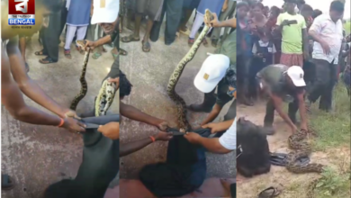 Python Rescue: Watch the Stunning Video
