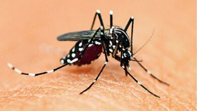 Dengue Control: Kolkata Municipal Action Plan