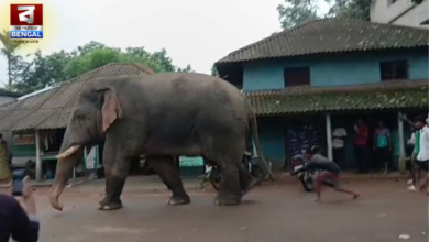 Elephant Theft: Ramlal' Loots Rice Sack, Man Pulls Tail