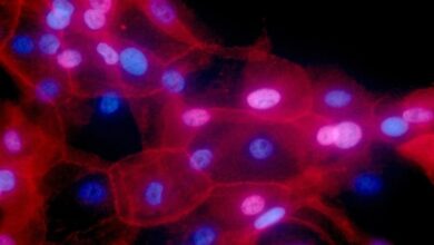 Chemotherapy Awakens Dormant Cancer Cells