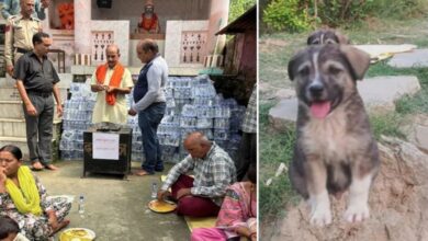Hero Dog Saves 20 Families from Flash Flood in Himachal’s Mandi
