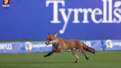Fox intrusion