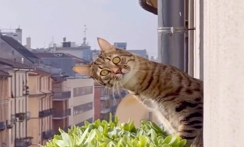 Cat Kumar: Bizarre Bihar Residential Certificate Application