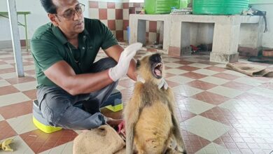 Injured Monkey: Former Councillor Sets Example of Humanity