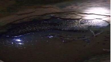 Leopard rescue: Leopard trapped in well in Dooars tea-estate