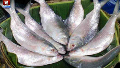 Hilsa