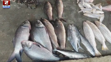 Hilsa fish surge