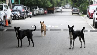 67-stray-dog-bite-cases-maharashtra-kalyan-dombivli